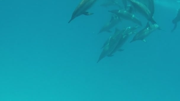 Delfines Delfín Hilandero Stenella Longirostris Pequeño Delfín Que Vive Aguas — Vídeo de stock
