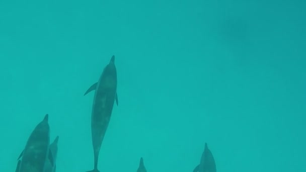 Dolphins Spinner Dolphin Stenella Longirostris Small Dolphin Lives Tropical Coastal — Stock Video