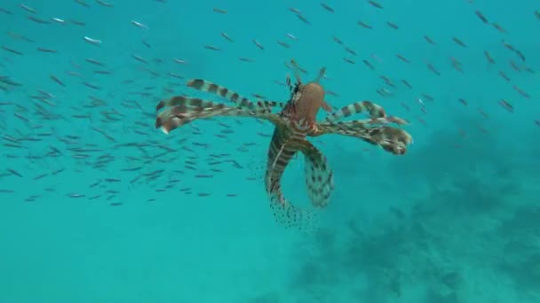 Poisson Lion Dans Mer Rouge Eau Bleue Claire Chasse Nourriture — Video