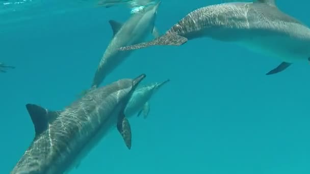 Delfines Delfín Hilandero Stenella Longirostris Pequeño Delfín Que Vive Aguas — Vídeo de stock