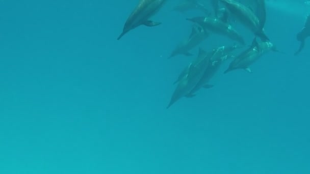 Δελφίνια Δελφίνι Σπίνερ Stenella Longirostris Είναι Ένα Μικρό Δελφίνι Που — Αρχείο Βίντεο