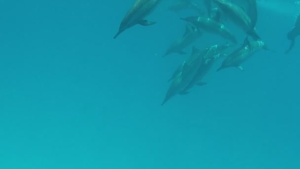 Delfines Delfín Hilandero Stenella Longirostris Pequeño Delfín Que Vive Aguas — Vídeo de stock