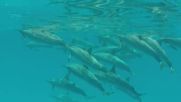 Delfines Delfín Hilandero Stenella Longirostris Pequeño Delfín Que Vive Aguas — Vídeo de stock