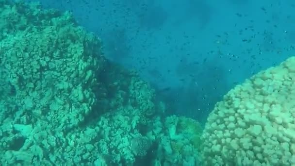 Colorful Tropical Fish Coral Reef Amazingly Beautiful Fairy World Coral — Stock video