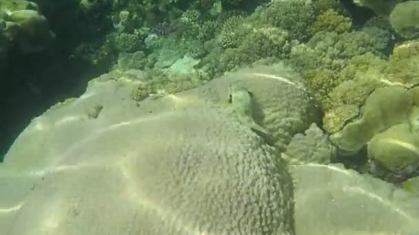 珊瑚礁上的热带鱼五彩斑斓美丽的仙境 — 图库视频影像