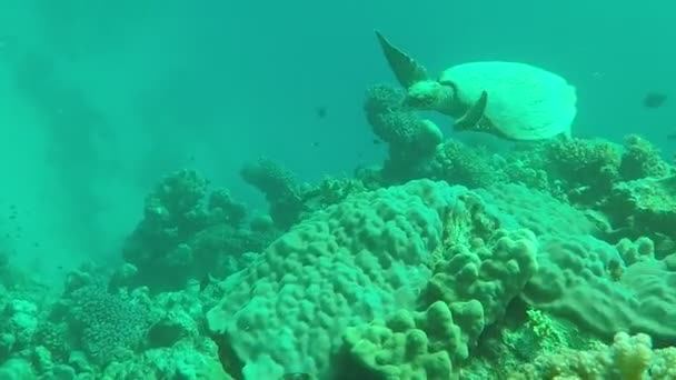 Tartaruga Marinha Hawksbill Espécie Tartaruga Hawksbill Eretmochelys Imbricata — Vídeo de Stock