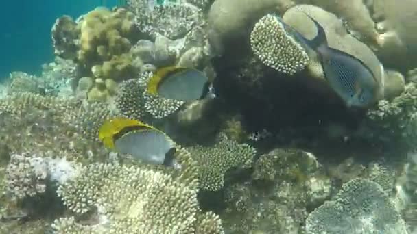 Barevné Tropické Ryby Korálovém Útesu Úžasně Krásný Pohádkový Svět — Stock video