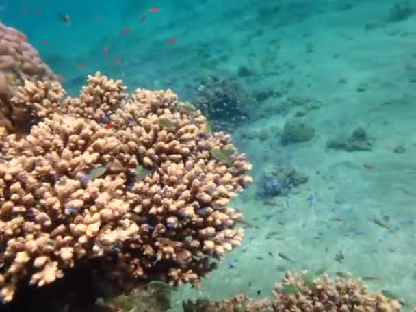 Colorful Tropical Fish Coral Reef Amazingly Beautiful Fairy World Coral — Video Stock