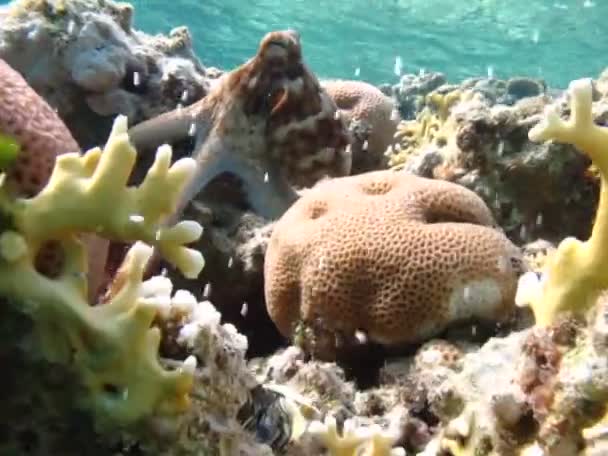 Χταπόδι Octopus Cyanea Χταπόδι Μεγάλο Μπλε Χταπόδι Στους Ύφαλους Της — Αρχείο Βίντεο