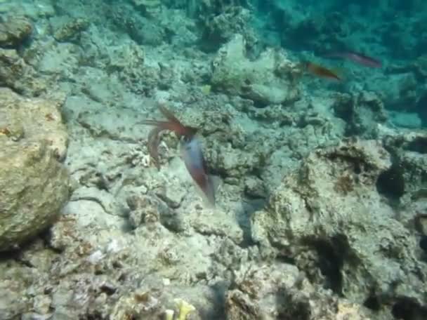 Μαλάκια Τύπου Μαλούσκα Κεφαλόποδα Squid Τάξης Σουπιές Σουπιάς Squid Teuthida — Αρχείο Βίντεο