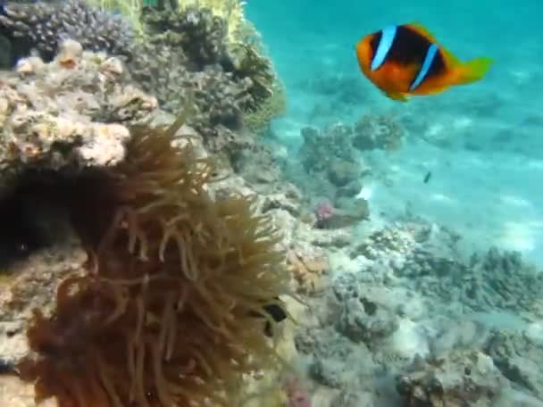 Amfiprion Ikan Badut Amphiprioninae Ikan Badut Laut Merah — Stok Video