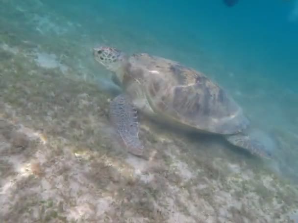 Wielki Zielony Żółw Rafach Morza Czerwonego — Wideo stockowe