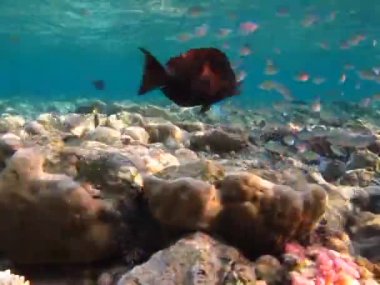 Balık - kemik balığı türü Osteichthyes, Pomacentridae, Mavi-yeşil kromis.