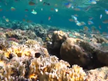 Balık - kemik balığı türü Osteichthyes, Pomacentridae, Mavi-yeşil kromis.