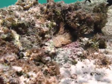 Colorful tropical fish on a coral reef, amazingly beautiful fairy world. In the coral gardens of the Red Sea.