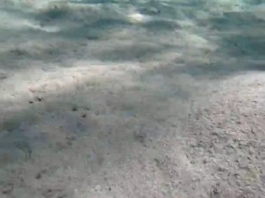 Jellyfish. Cassiopeia andromeda is a medium-sized jellyfish, which in the process of evolution has passed from a free-floating (pelagic) lifestyle to an attached one.
