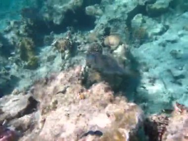 Kızıl Deniz resifinde güzel balıklar.