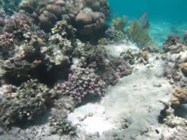 Kızıl Deniz 'in resiflerinde güzel balıklar.