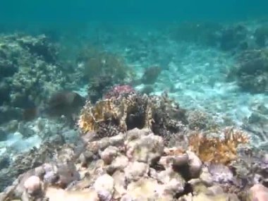 Kızıl Deniz 'in resiflerinde güzel balıklar.