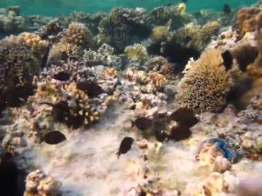 Colorful tropical fish on a coral reef, amazingly beautiful fairy world. In the coral gardens of the Red Sea.