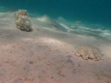 Denizanası. Cassiopeia andromeda, orta büyüklükte bir denizanasıdır ve evrim sürecinde serbest yüzen (pelajik) yaşam tarzından bağlı olan bir denizanasına geçmiştir..