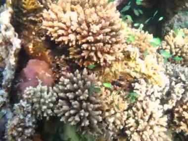 Balık. Mavi-yeşil kromis (Eng) - Chromis viridis (Lat) (Pomacentridae familyası) - 10 cm 'ye kadar büyür (genellikle 5 cm). Zooplankton ile besleniyor. 5-35 metre derinlikte yaşar. Zeytin yeşili renginde, küçük sürülerde bulunur..