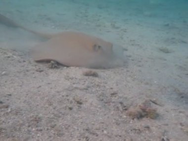 Stingray. Tüykuyruk vatozu (Pastinachus sephen) - Bu vatoz, kuyruğunda sarkan bir deri çıkıntısı olan, kendine özgü bir özelliği olan, uzun kuyruklu ters uçan daireye benzer..