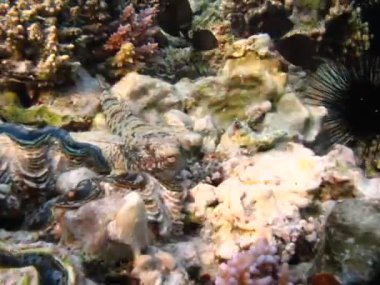 Kızıl Deniz 'in resiflerinde güzel balıklar.