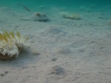 Stingray. Tüykuyruk vatozu - Bu vatoz vatozu, kuyruğunda sarkan deri örtüsüyle kendine özgü bir özelliği olan uzun kuyruğu olan ters uçan daireyi andırır..
