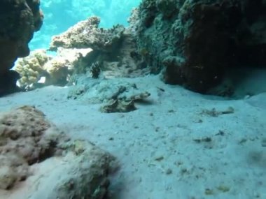 Timsah balığı, balık kemiği türü Osteichthyes Düz Kafa (Platycephalidae). Timsah balığı, dokunaçlı düz kafalar..