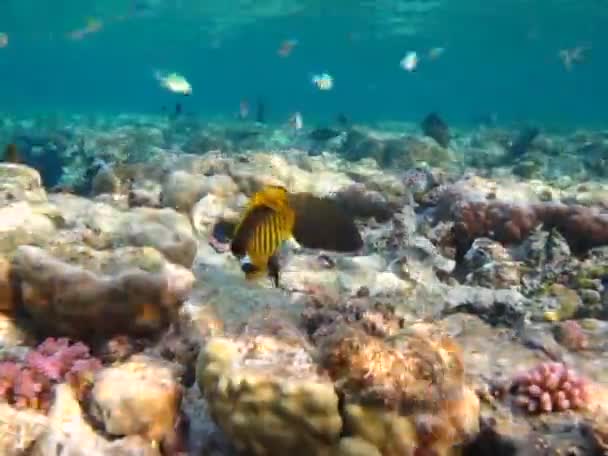 Fisk Benfisk Typen Osteichthyes Pomacentric Pomacentridae Blågrön Kromis — Stockvideo