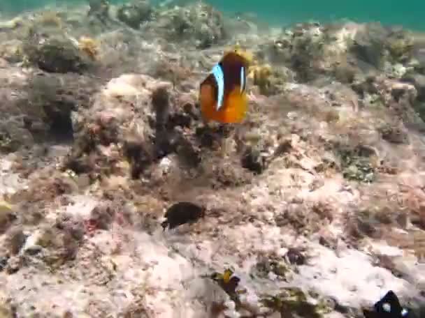 Clownfiskamfiprion Amphiprioninae Clownfisk Från Röda Havet — Stockvideo