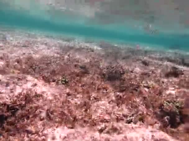 Кольорові Тропічні Риби Кораловому Рифі Дивовижно Прекрасний Казковий Світ Коралових — стокове відео