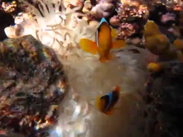 Clown Fish Amphiprion Amphiprioninae Peces Payaso Mar Rojo — Vídeo de stock
