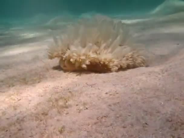 Jellyfish Cassiopeia Andromeda Medium Sized Jellyfish Which Process Evolution Has — Stockvideo