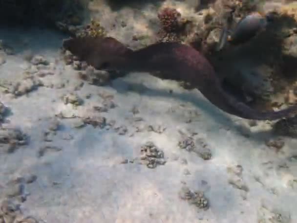 Moray Anguille Pesci Pesce Osseo Tipo Osteichthyes Moray Anguille Muraenidae — Video Stock