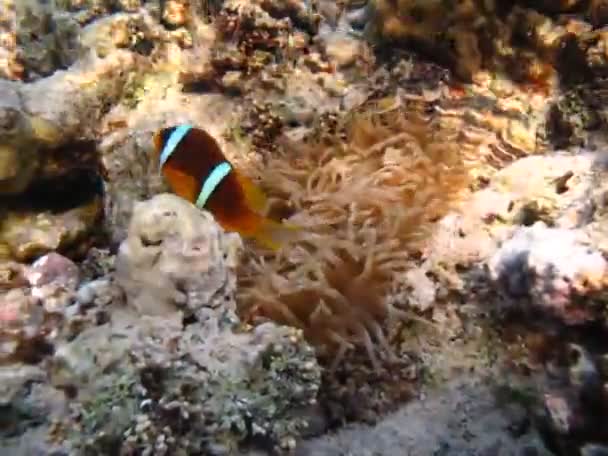 Mercan Resiflerindeki Renkli Tropikal Balıklar Inanılmaz Güzellikteki Peri Dünyası Kızıl — Stok video