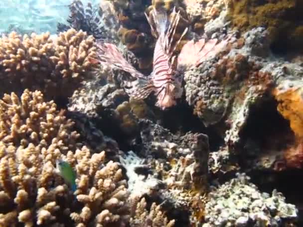 Lion Fish Красном Море Чистой Голубой Воде Поисках Пищи — стоковое видео