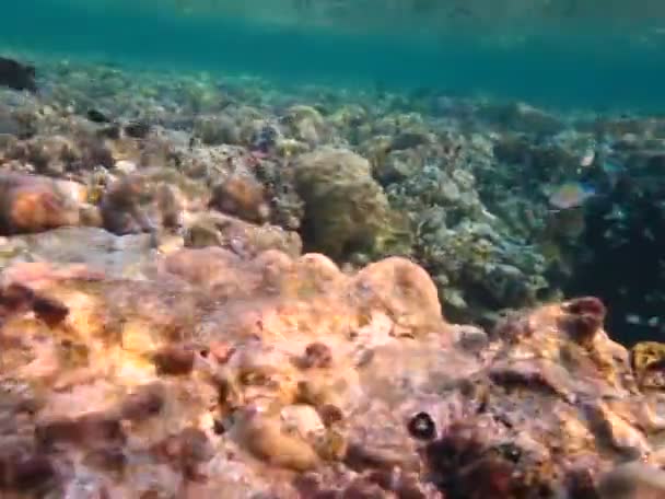 Fisch Blaugrüner Chromis Eng Chromis Viridis Lat Familie Der Pomacentridae — Stockvideo