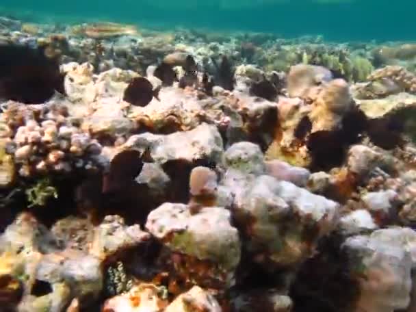 Красивая Рыба Рифах Красного Моря — стоковое видео