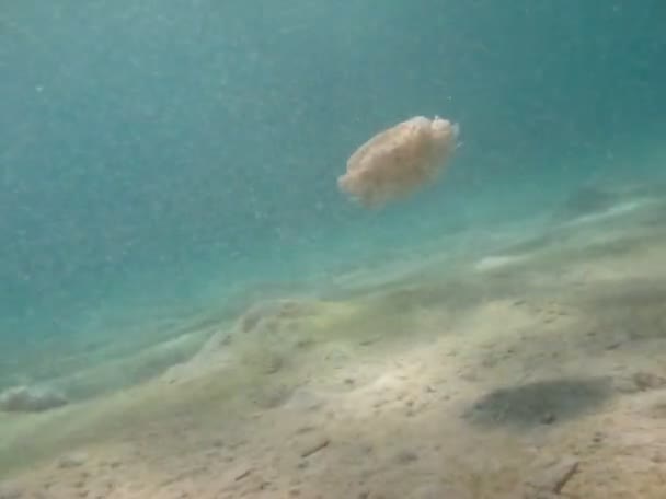 Jellyfish Cassiopeia Andromeda Medium Sized Jellyfish Which Process Evolution Has — Stockvideo