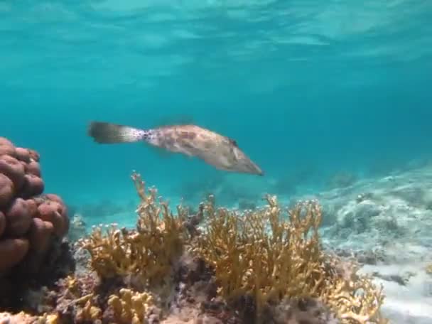 红海珊瑚礁上美丽的鱼 — 图库视频影像