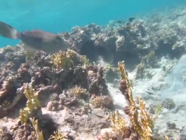 Όμορφα Ψάρια Στους Υφάλους Της Ερυθράς Θάλασσας — Αρχείο Βίντεο
