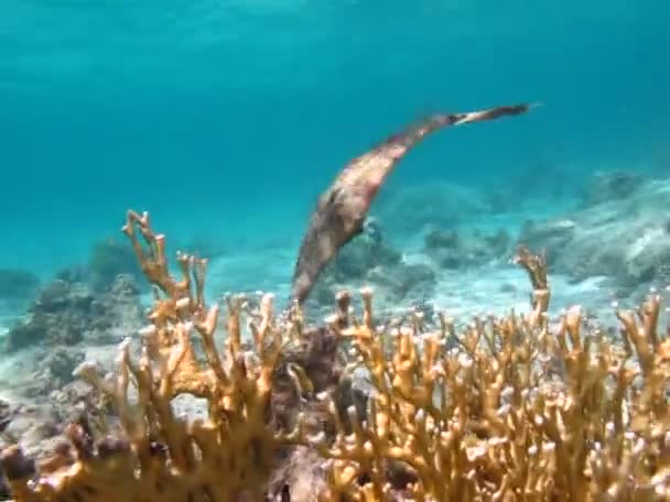 Prachtige Vis Het Rode Zee Rif — Stockvideo