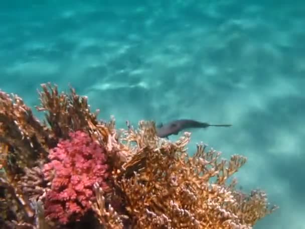 Hermoso Pescado Arrecife Del Mar Rojo — Vídeo de stock