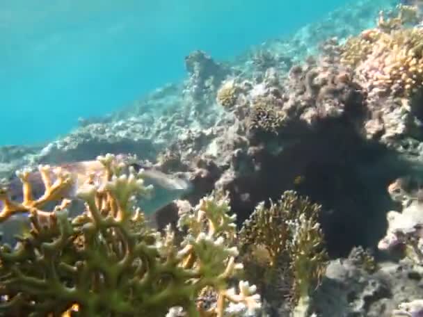 Hermoso Pescado Arrecife Del Mar Rojo — Vídeo de stock