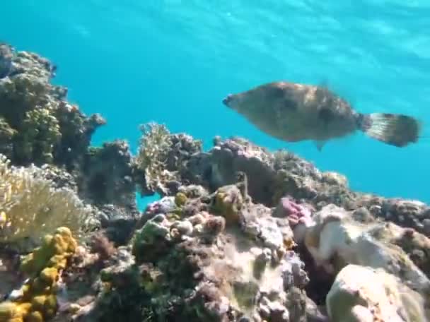 Красивая Рыба Рифе Красного Моря — стоковое видео