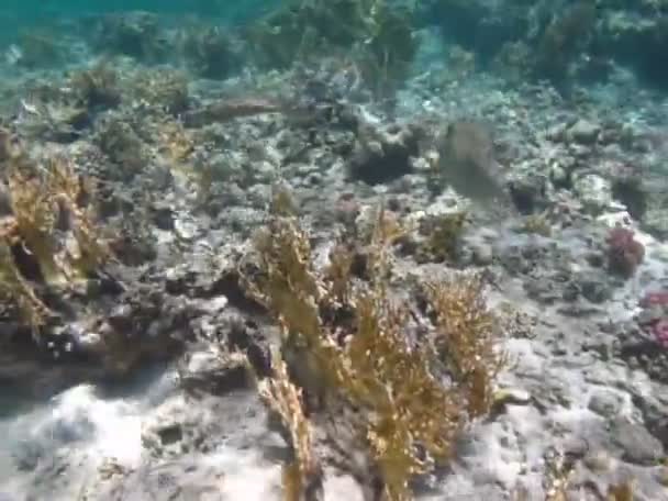 Colorful Tropical Fish Coral Reef Amazingly Beautiful Fairy World Coral — Vídeo de Stock