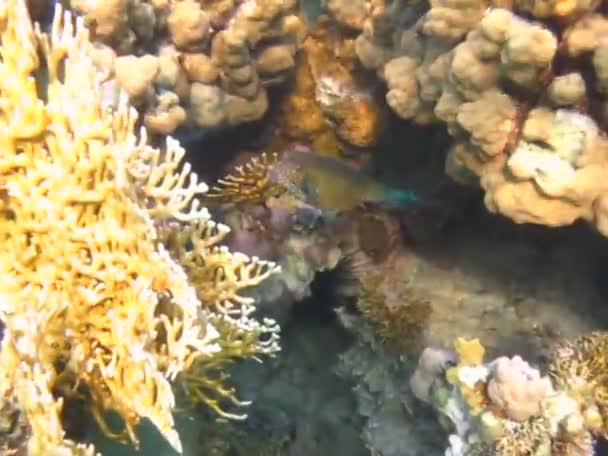 Schöne Fische Den Riffen Des Roten Meeres — Stockvideo