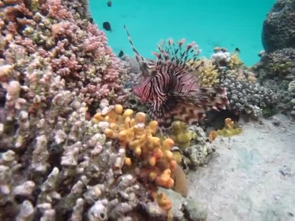 Peixe Leão Mar Vermelho Clara Caça Água Azul Para Alimentos — Vídeo de Stock